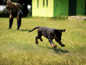 training