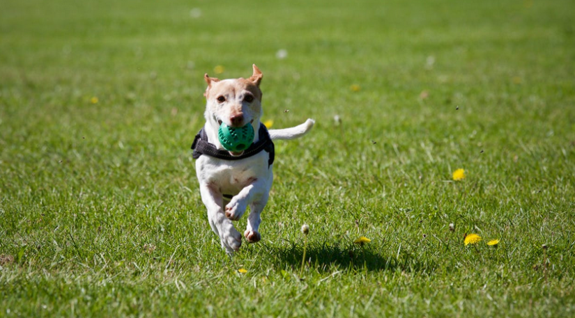 trained dog