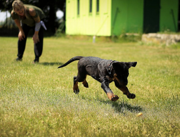 training dog